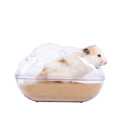 Hamster in een doorzichtige kooi met zand, ontspannen en veilig.